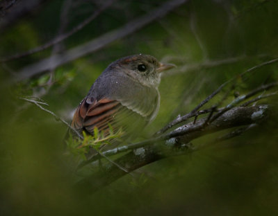 Golden Whistler (Juvenile)