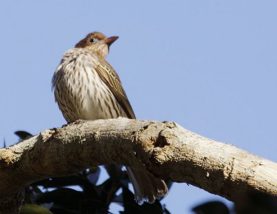 Figbird (Female)