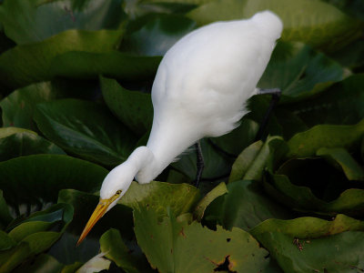 Intermediate Egret