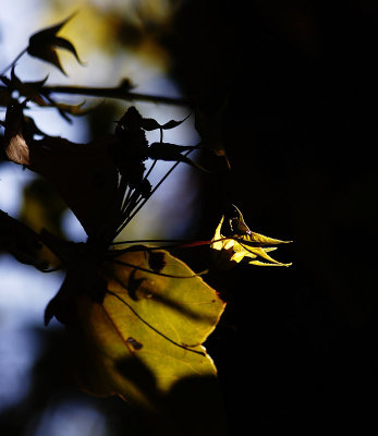 Liquidamber in light and shade