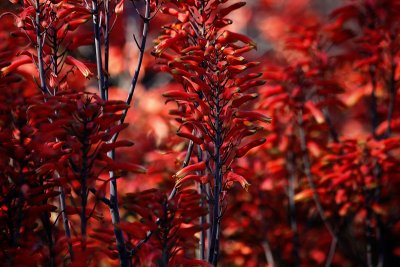 Red Forest