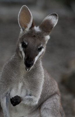 Whiptail Wallaby