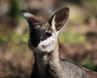 Whiptail Wallaby