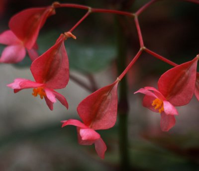 Begonia