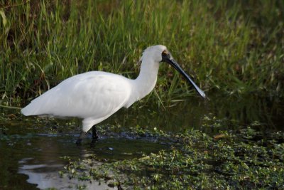 Royal Spoonbill