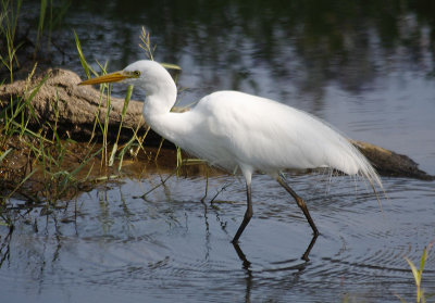 Intermediate Egret