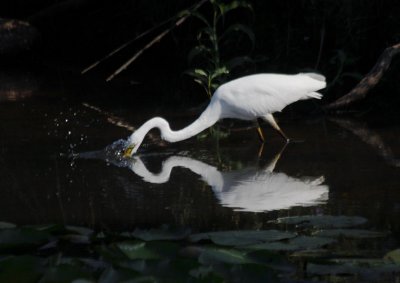 Intermediate Egret