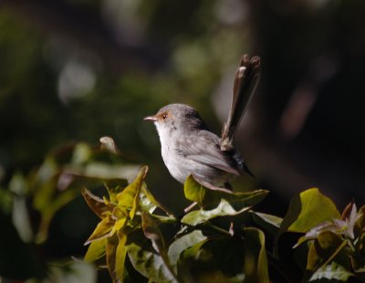 Fairy Wren  (Female)