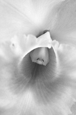 Orchid in black and white