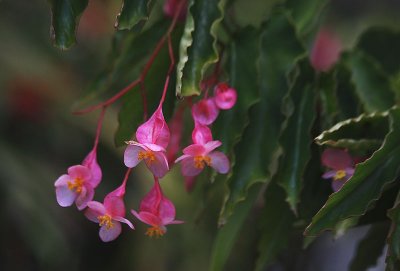 Begonia