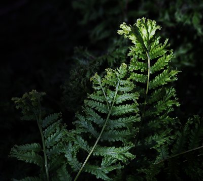 Ferns