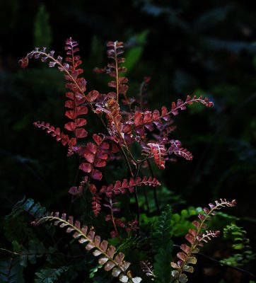 New fern fronds