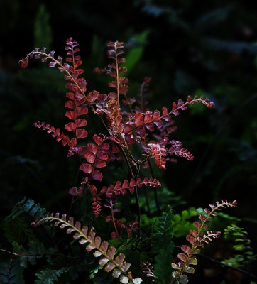 New fern fronds