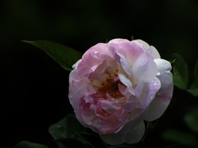 Camelia