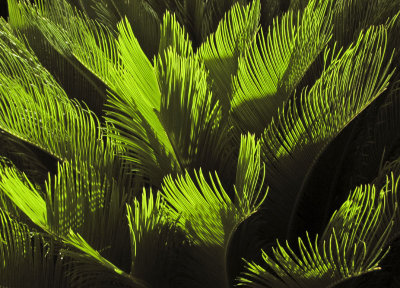 New leaves on a cycad