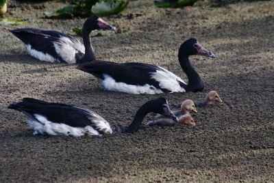 Magpie Geese and goslings