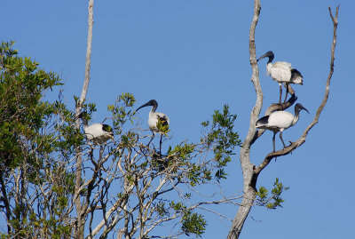 Australian White Ibis