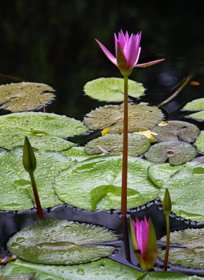 Water Lily