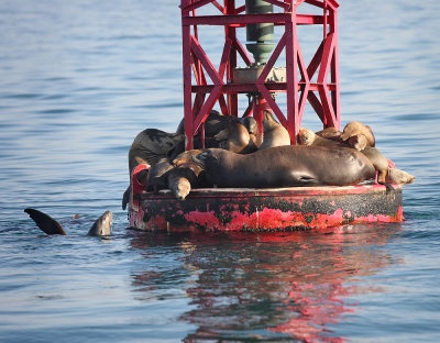 Sea Lions