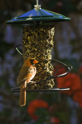 Pbase Cardinal at feeder.jpg