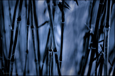 Bamboo Image 52