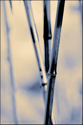 Bamboo Image 54