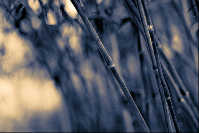 Bamboo Image 55