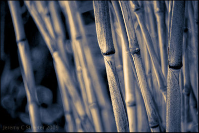 Bamboo Image 59