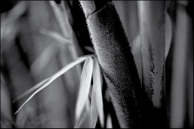 Bamboo Image 60