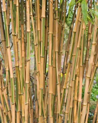 Tree barks at RHS Rosemoor