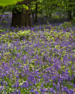 Temple Newsam