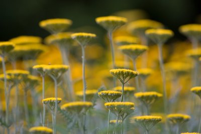 yellowweb.jpg