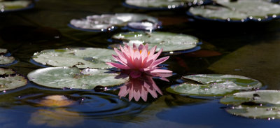 JapaneseGardenweb3.jpg