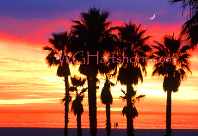 Sunset Moonlight Palms
