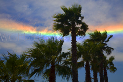 Rainbow Palms