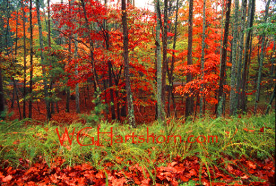 Autumn Foliage