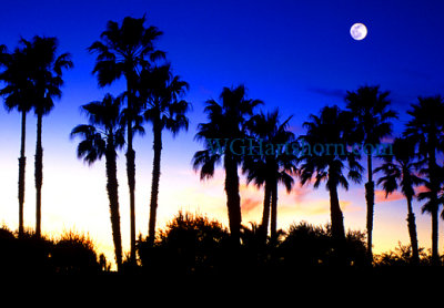 Moonlight Palms