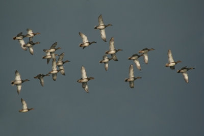 Gadwalls in flight