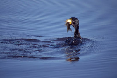 Cormorant with catch