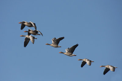 Greylag Geese