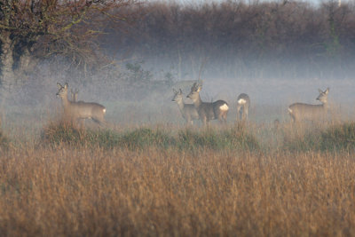 Roe Deers in the mist