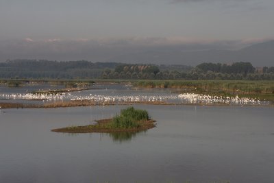Fucecchio Marsh in Summer