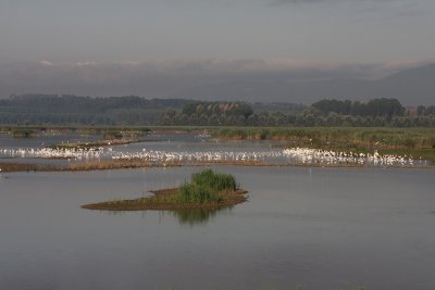 Fucecchio Marsh