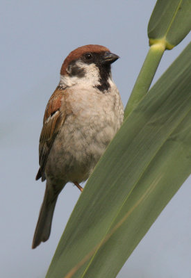 Tree Sparrow ( Passer montanus )