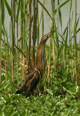 Little Bittern