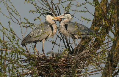 Grey Herons nesting