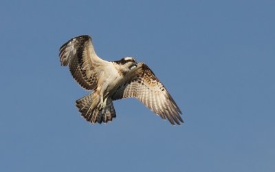 Osprey hovering