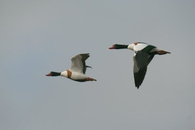 Shelducks ( female and male ) in flight