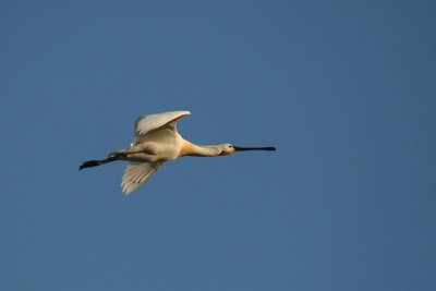 Spoonbill in flight - Spatola in volo