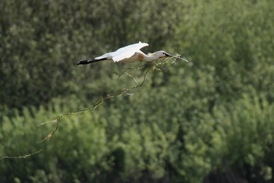 Nesting Spoonbill